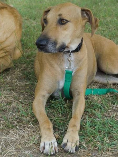 Jazmine, freundlich, verträglich