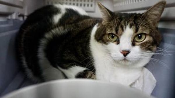 Gucci, verschmust, neugierig, lieb