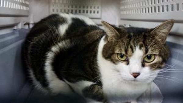 Gucci, verschmust, neugierig, lieb