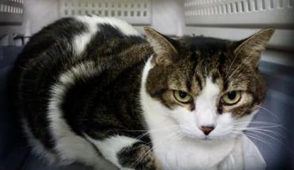 Gucci, verschmust, neugierig, lieb