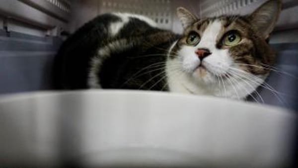 Gucci, verschmust, neugierig, lieb