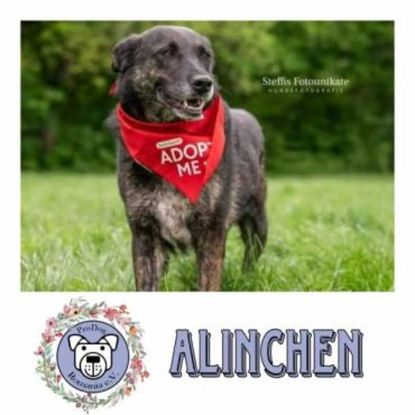 ALINCHEN * zauberhafte Dame