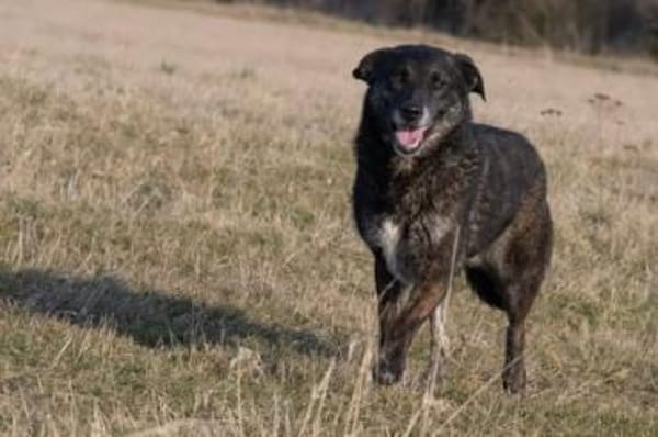 ALINCHEN * zauberhafte Dame