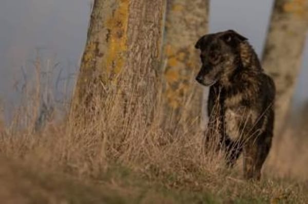 ALINCHEN * zauberhafte Dame