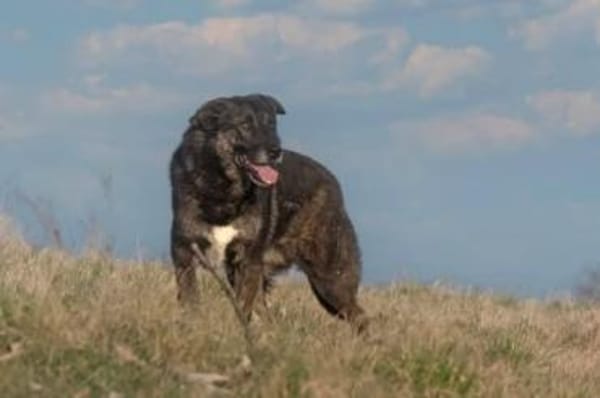 ALINCHEN * zauberhafte Dame