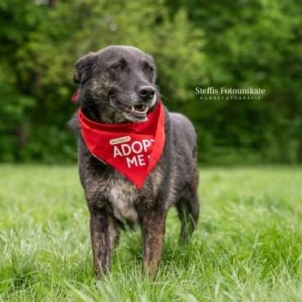 ALINCHEN * zauberhafte Dame