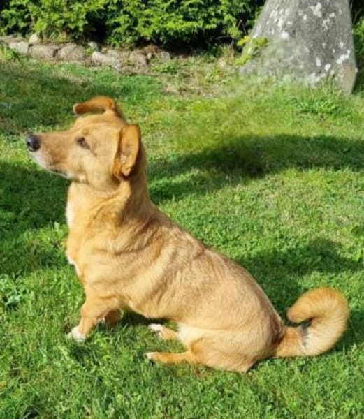 CHIVA -ruhig & sehr menschenbezogen-