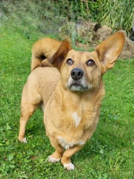 CHIVA -ruhig & sehr menschenbezogen-