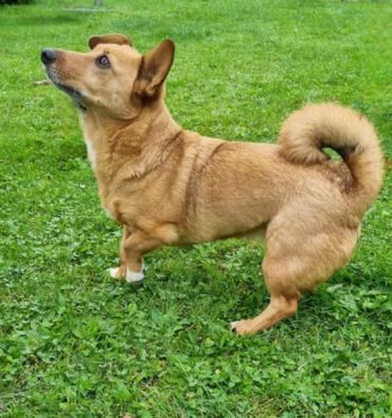 CHIVA -ruhig & sehr menschenbezogen-