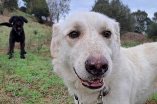 Ulrike - wartet in 39615 Seehausen