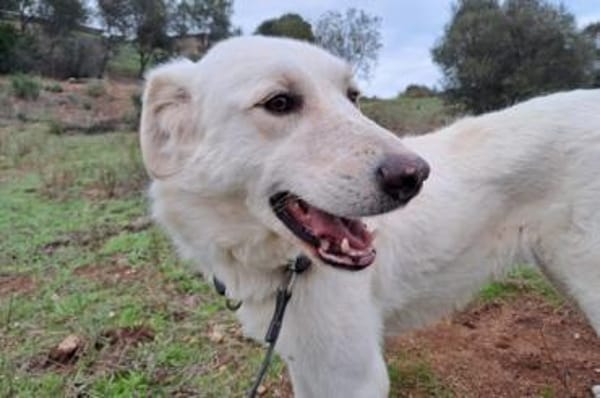 Ulrike - wartet in 39615 Seehausen