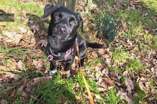 Balu - wartet in 27298 Langwedel