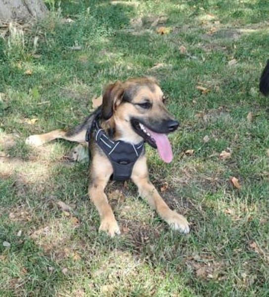 Marty sucht liebevolles zu Hause...