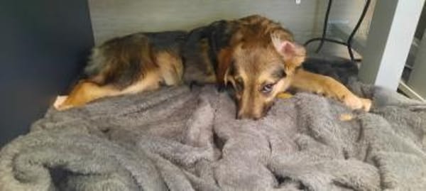 Marty sucht liebevolles zu Hause...