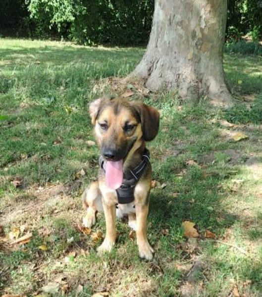 Marty sucht liebevolles zu Hause...