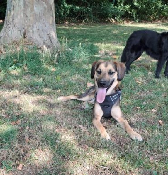 Marty sucht liebevolles zu Hause...