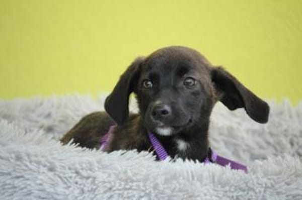 JLO ein Engel auf 4 Pfoten....