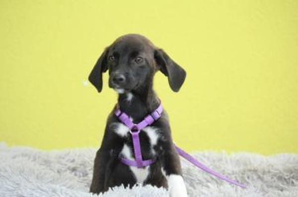 JLO ein Engel auf 4 Pfoten....