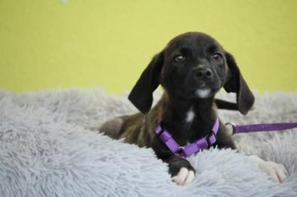 JLO ein Engel auf 4 Pfoten....