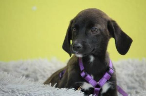 JLO ein Engel auf 4 Pfoten....