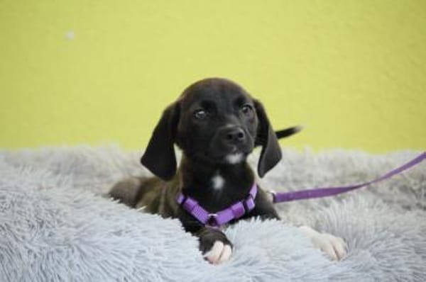 JLO ein Engel auf 4 Pfoten....