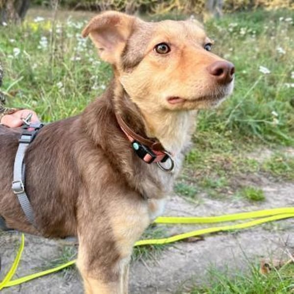 JOSY - aufgeweckte, tolle Junghündin