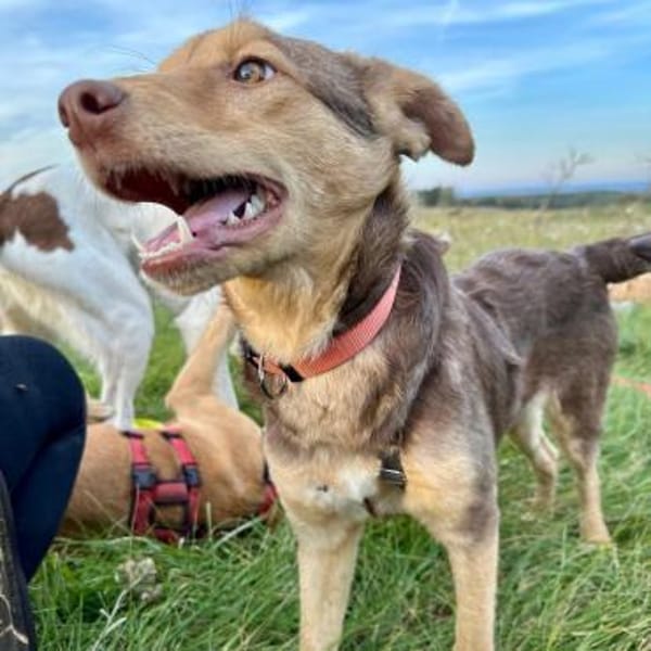 JOSY - aufgeweckte, tolle Junghündin