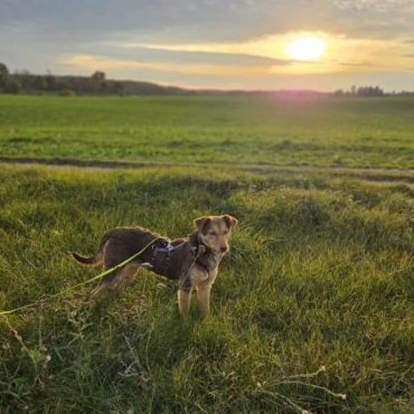 JOSY - aufgeweckte, tolle Junghündin