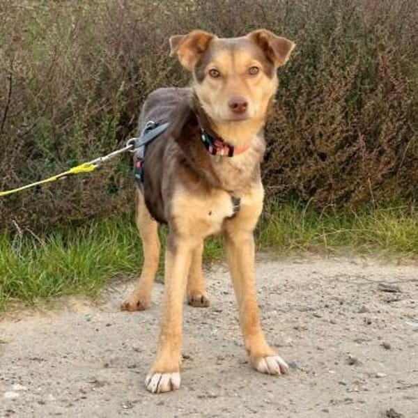 JOSY - aufgeweckte, tolle Junghündin