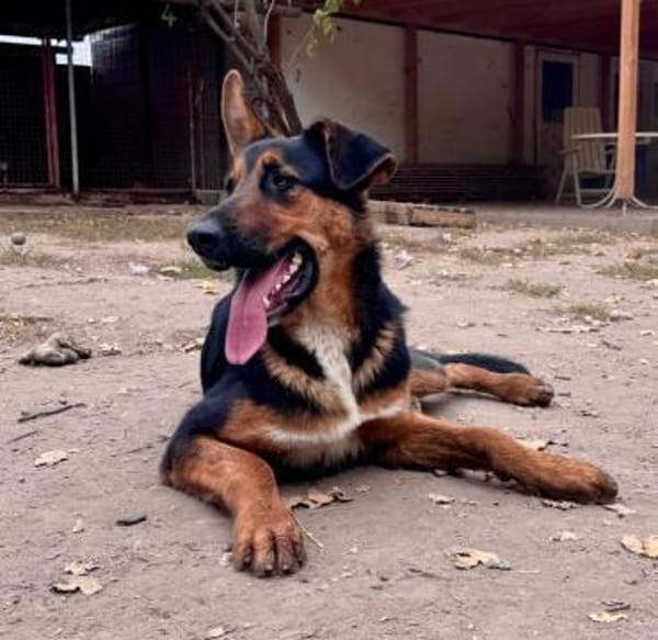 Bonbon will einfach nur gefallen