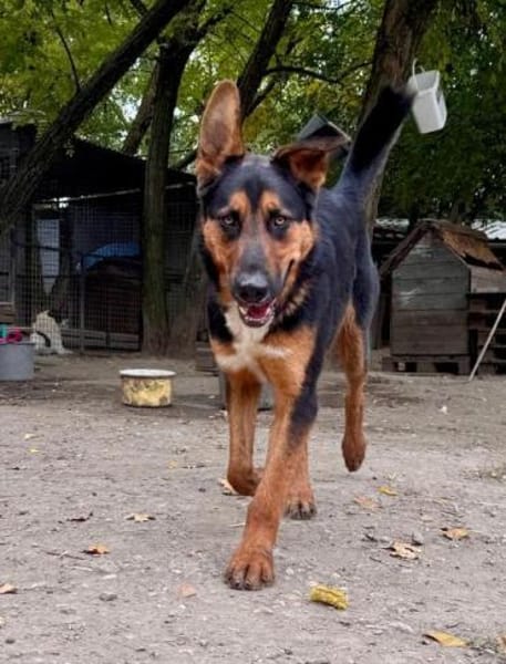 Bonbon will einfach nur gefallen