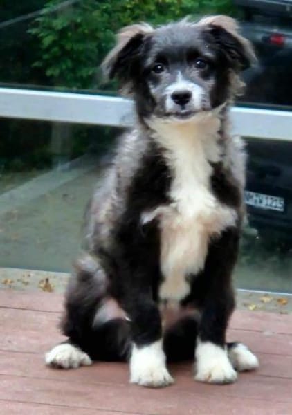 Pedro- auf PS in 90443 Nürnberg