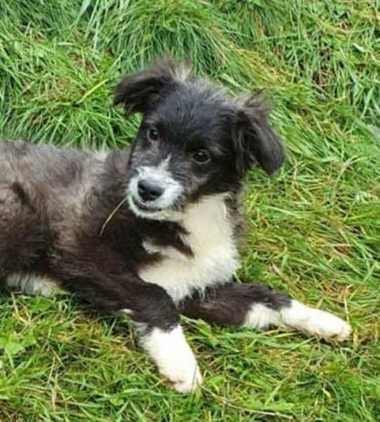 Pedro- auf PS in 90443 Nürnberg