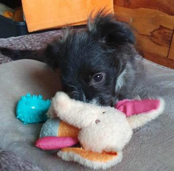 Pedro- auf PS in 90443 Nürnberg