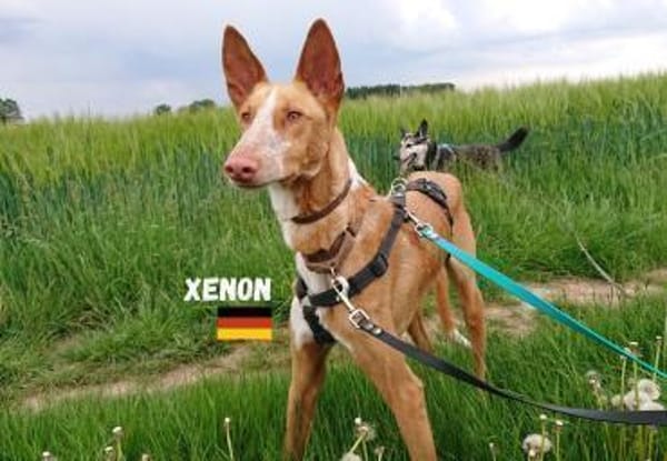 Xenon - fröhlich und sozial