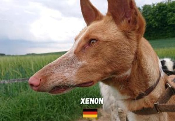 Xenon - fröhlich und sozial