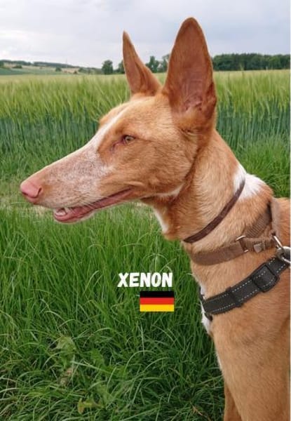 Xenon - fröhlich und sozial