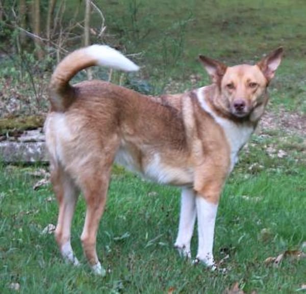 Andorra - freundlich, verträglich - in D