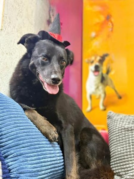 Oscar  sanfter Träumer sucht ein ruhige