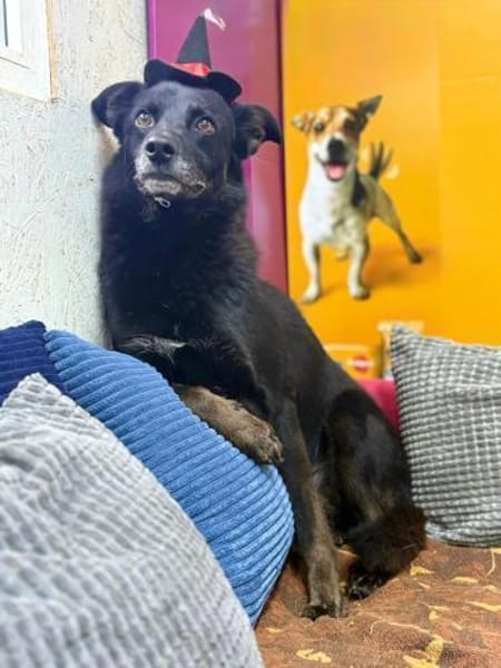 Oscar  sanfter Träumer sucht ein ruhige