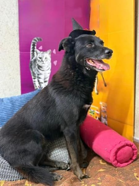 Oscar  sanfter Träumer sucht ein ruhige