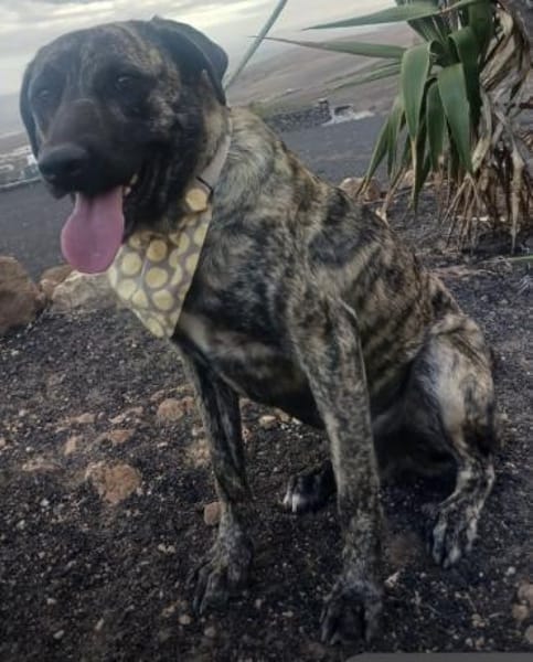 Nando der Charmeur / 82284