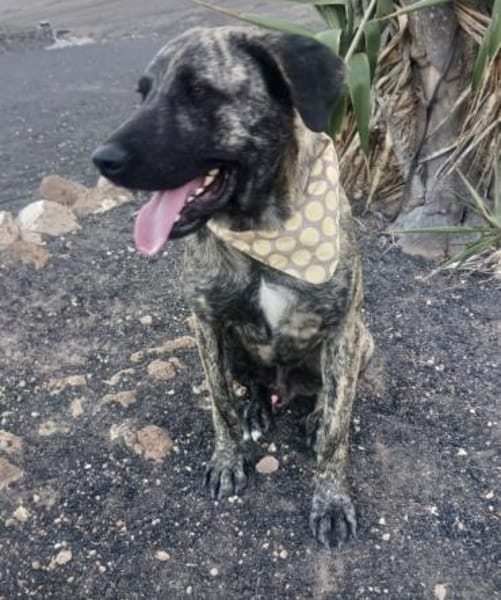 Nando der Charmeur / 82284