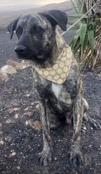 Nando der Charmeur / 82284