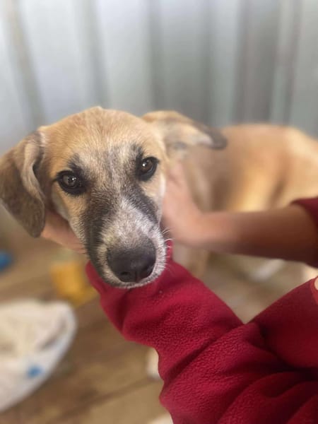 Micky, kleiner Draufgänger sucht