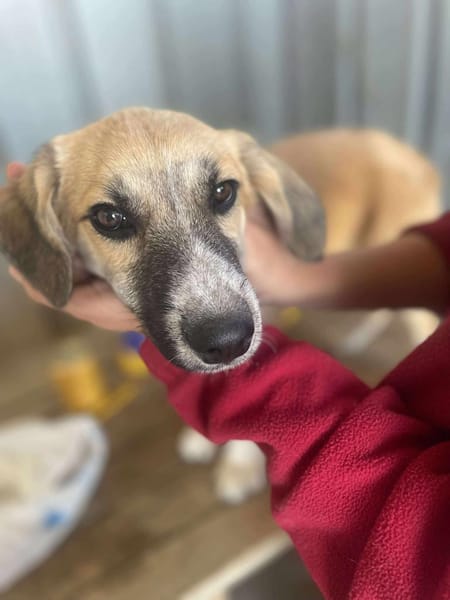 Micky, kleiner Draufgänger sucht