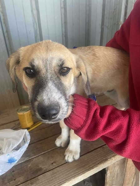 Micky, kleiner Draufgänger sucht