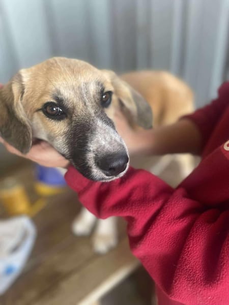 Micky, kleiner Draufgänger sucht