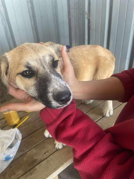 Micky, kleiner Draufgänger sucht