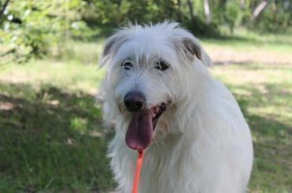 Yuki, schüchtern,als Zweithund